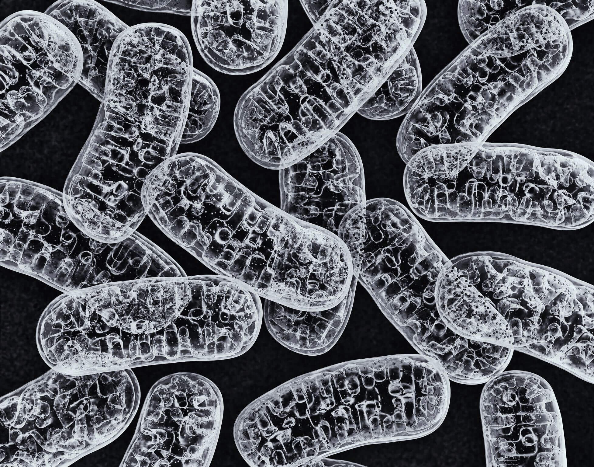 How to Optimize Our Mitochondrial Health | BodyBio