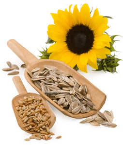 Sunflower Seeds Lower Cholesterol