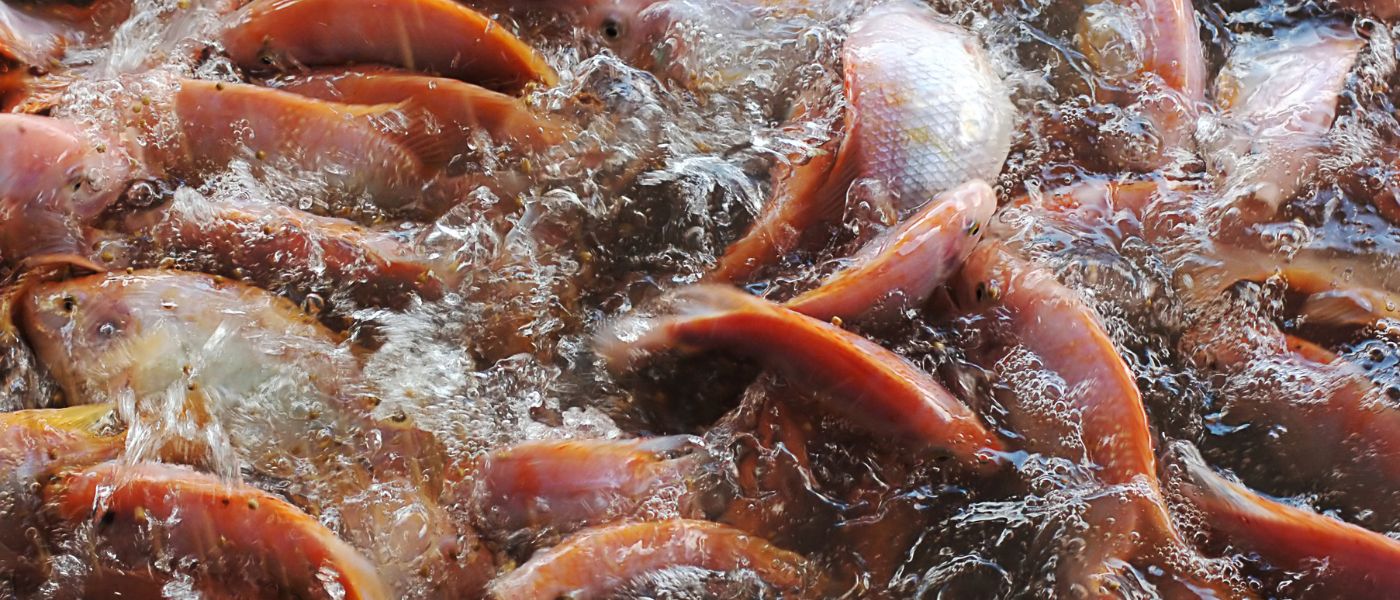 glutathione and fish oil together Can growth hormone strengthen the connective tissue of muscle and tendon?