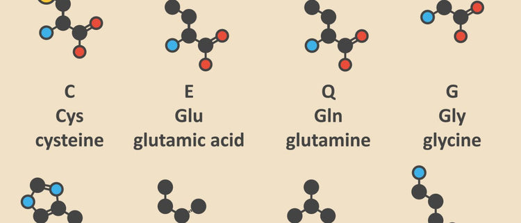 Blog of The Benefits of Amino Acids for Gut, Brain, & Cell Health which have image illustrations of amino acids