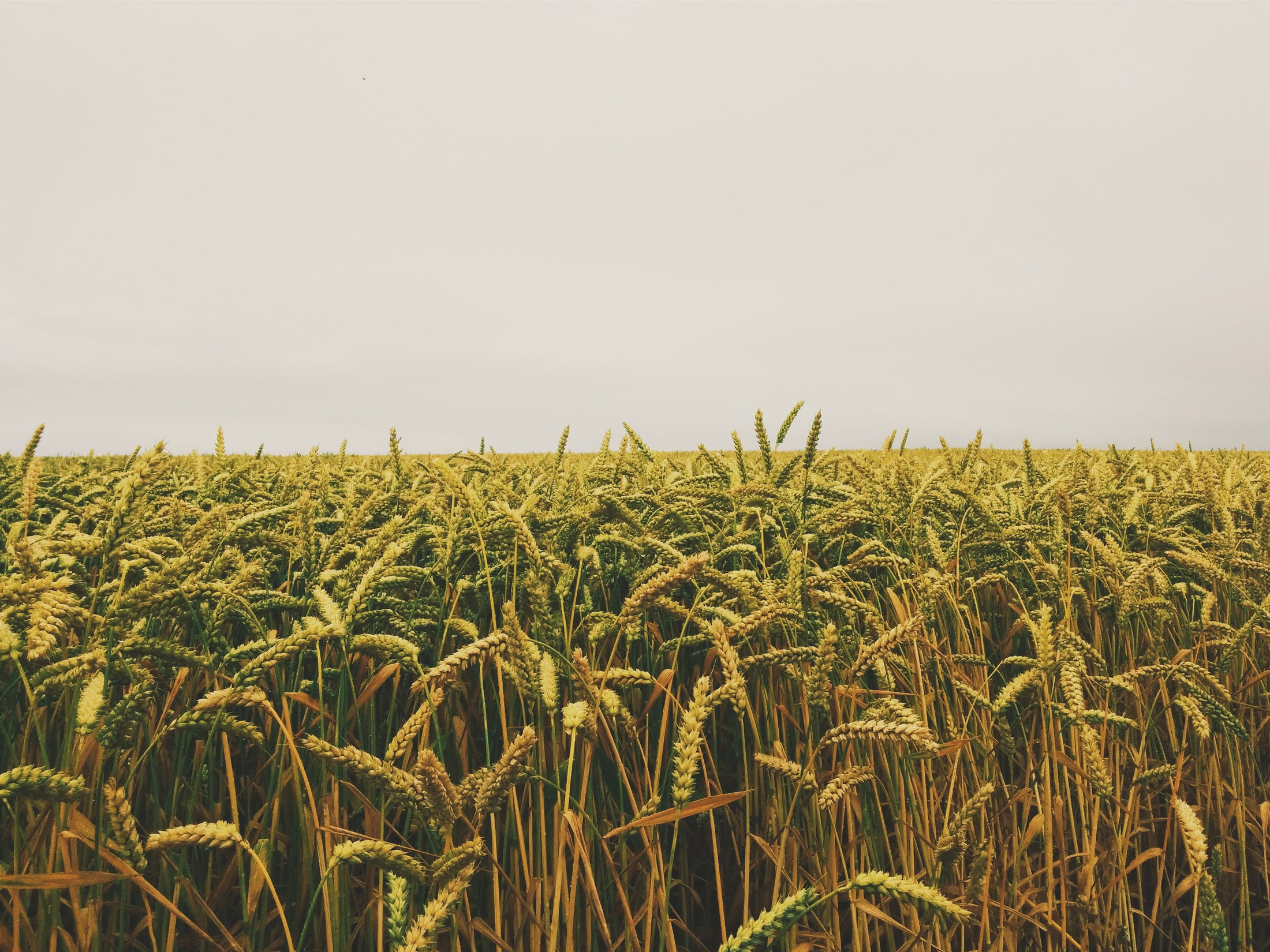 field of wheat