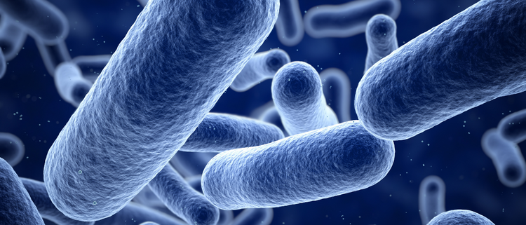 Blog of Akkermansia Muciniphila: An Unrecognized Powerhouse Probiotic which have image Akkermansia Muciniphila: An Unrecognized Powerhouse Probiotic