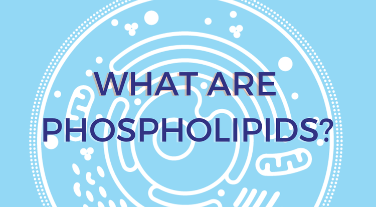 Blog of What are phospholipids, and why are they important for your health? which have image what are phospholipids