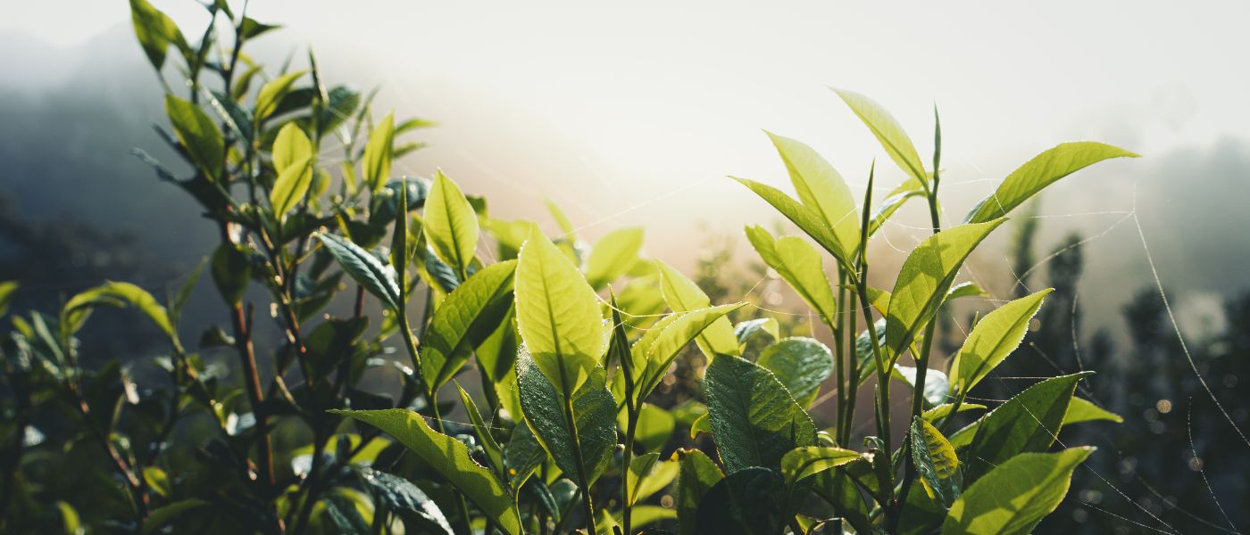 plants in the sun