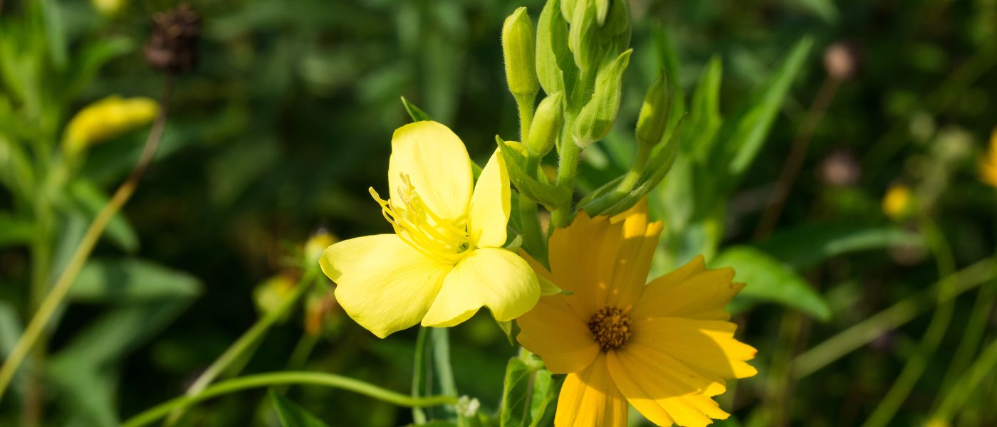 Evening Primrose Oil Benefits for Hormone Balance & Cellular Health background image