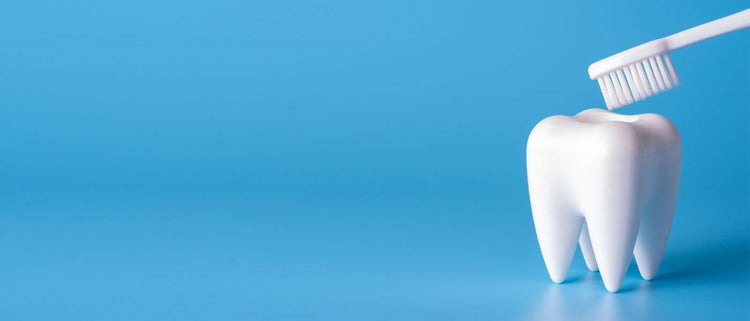 Blog of Is Holistic and Biological Dentistry Worth It? Pros and Cons which have image Single tooth being brushed