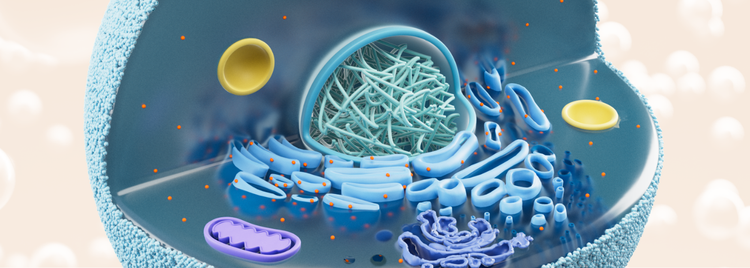 Blog of How to Measure Cellular Health With Phase Angle (And Know If It's Improving) which have image How to Measure Cellular Health With Phase Angle (And Know If It's Improving)