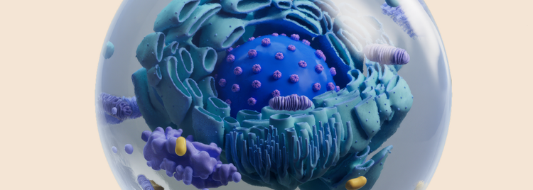 Blog of What are phospholipids, and why are they important for your health? which have image What are phospholipids, and why are they important for your health?