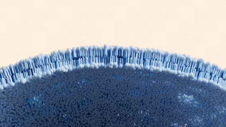 Blog of The Importance of the Cell Membrane & Cell Repair which have image image of a cell membrane