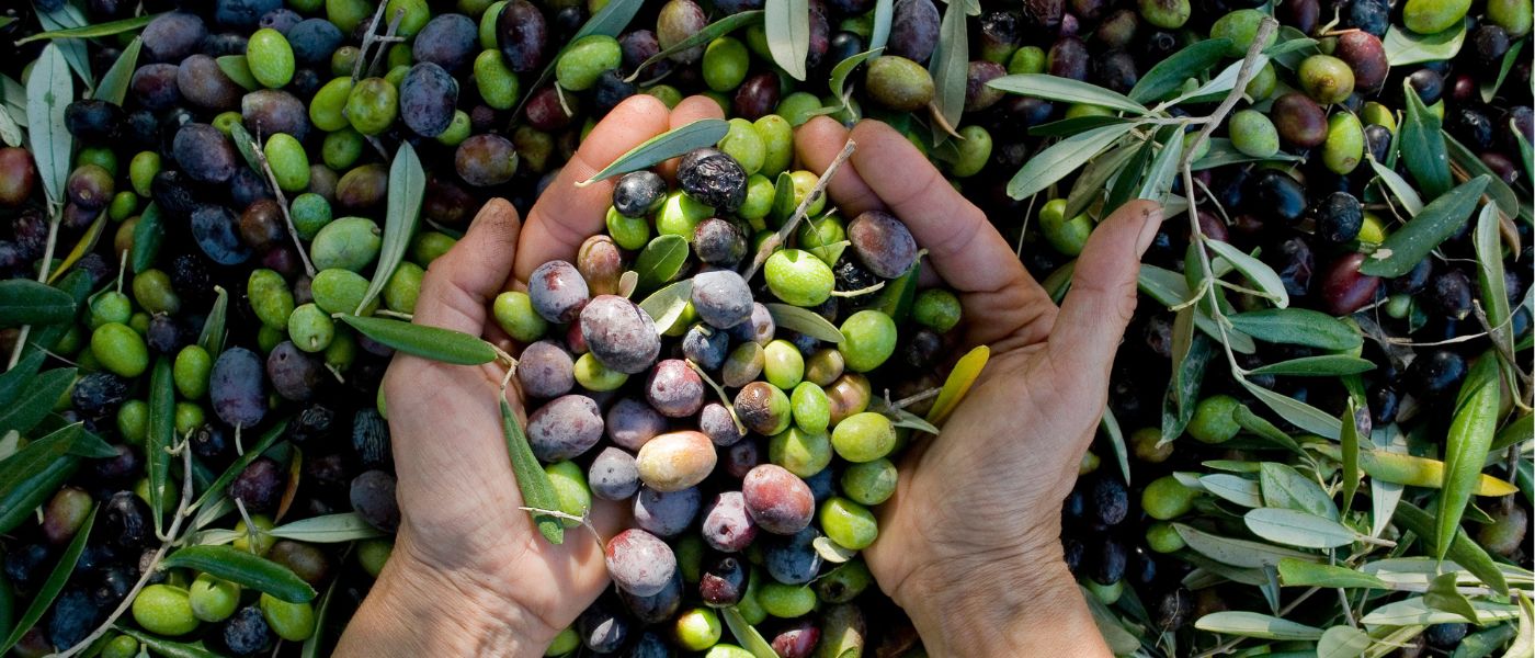 The Best Olive Oil Brands for Nutrient-Dense and Non-Oxidized Olive Oil background image