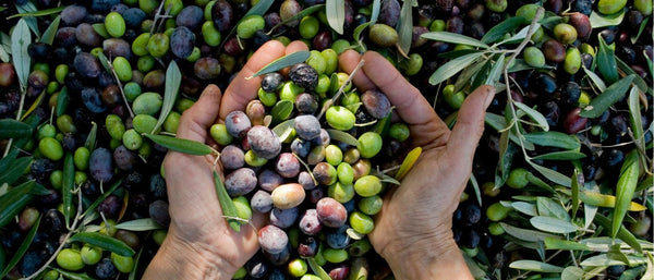 hands holding harvested olives