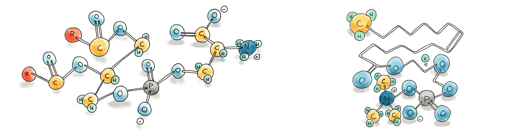 Phosphatidylcholine vs Phosphatidylserine: Which Phospholipid Is Right for You?