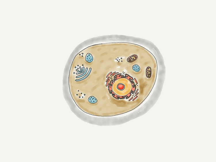 Blog of Health Starts with Your Cells: The Importance of Cellular Health which have image Health Starts with Your Cells: The Importance of Cellular Health