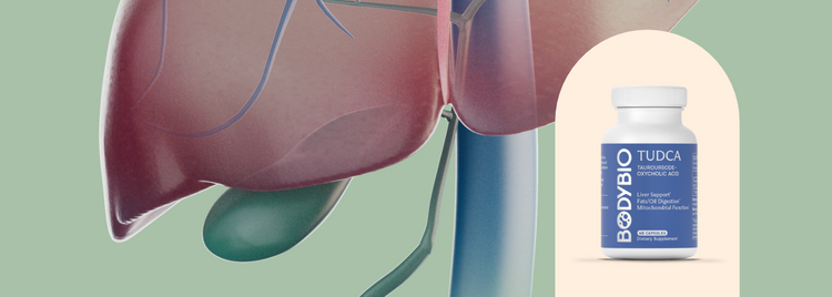 Blog of Bile: The Overlooked Player in Gut Health which have image Bile: The Overlooked Player in Gut Health
