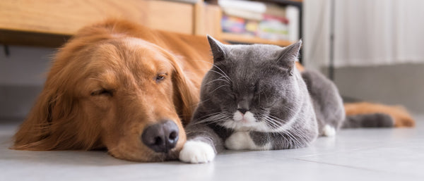 Pet Vitamins: Guide to Dog and Cat Supplements | BodyBio