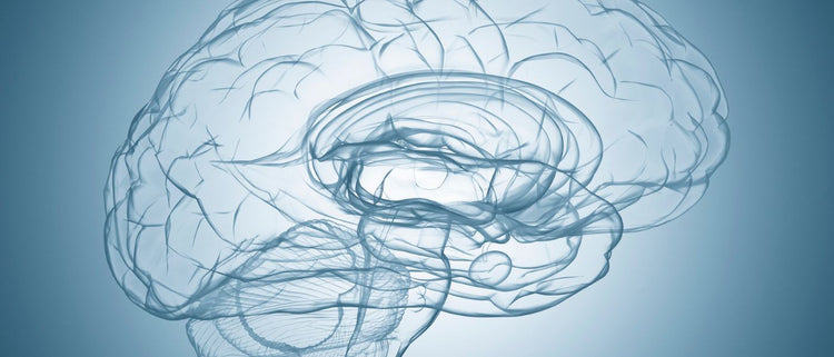 Blog of Creatine Benefits Beyond Exercise: Energy, Mood, Healthy Aging, & More which have image illustration of the brain