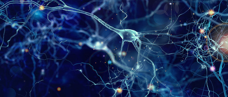 Blog of 20+ Ways to Keep Your Cells Healthy in 2024 which have image cellular visual