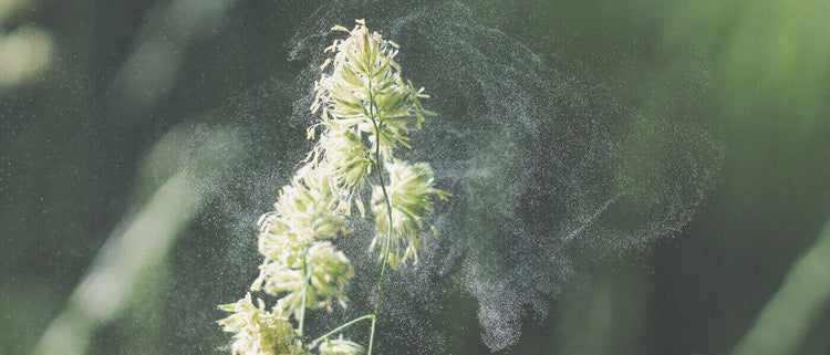 Blog of Histamine Intolerance: Allergies, Foods to Avoid, MCAS, and More which have image histamines