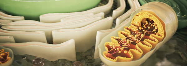 The Science Behind Cellular Health Supplements