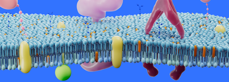 Blog of Why the Structure of BodyBio PC Matters which have image Why the Structure of BodyBio PC Matters