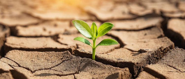Blog of From Single Cell Organisms to Humans: Building Life on Earth with Phospholipids which have image small plant growing out of cracked dirt