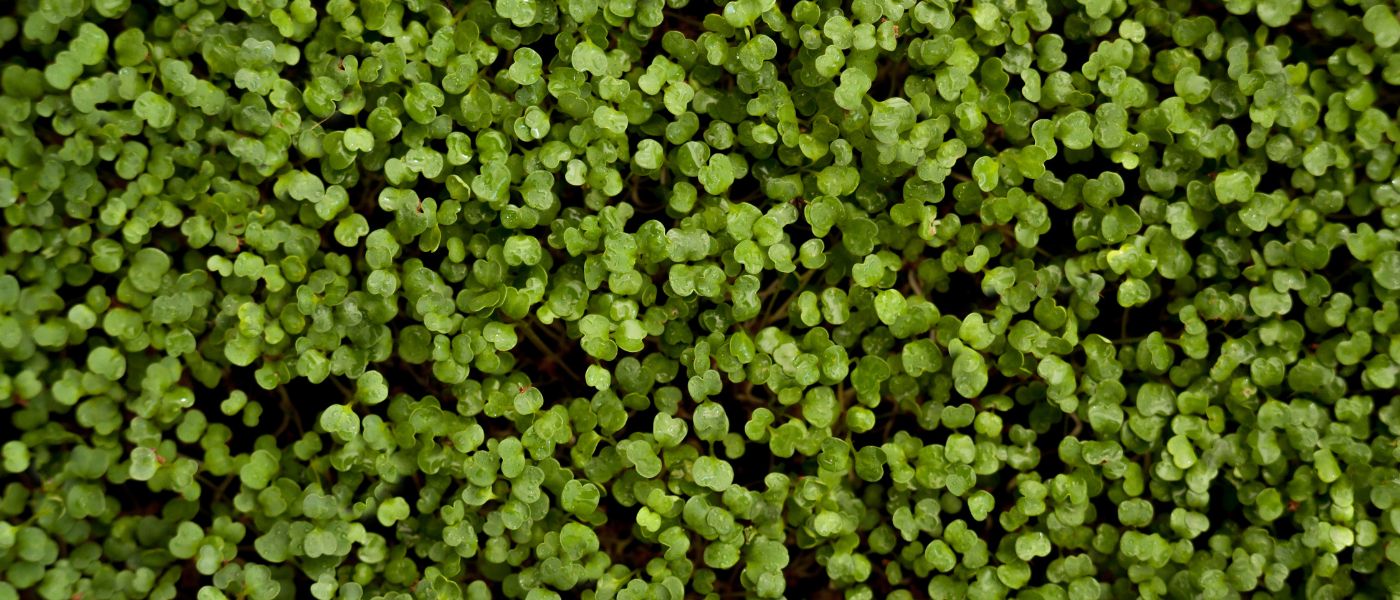 green plant texture