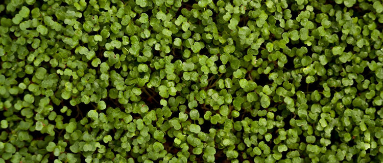 Blog of Macronutrients & Micronutrients: Fuel Your Body & Support the Immune System which have image green plant texture