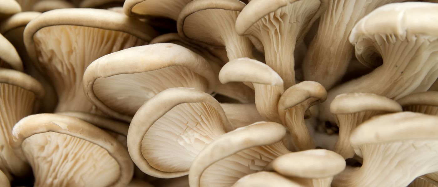 white mushrooms