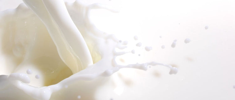 Blog of Rethinking Dairy Sensitivity: The Fascinating Difference Between A1 vs. A2 Dairy which have image splash of milk