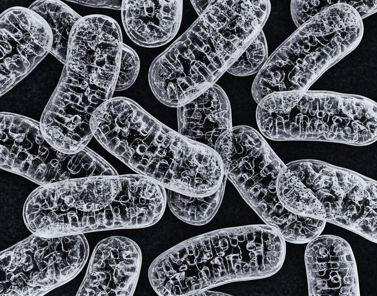 Blog of Mitochondrial Health and Our Bodies which have image Mitochondrial Health and Our Bodies
