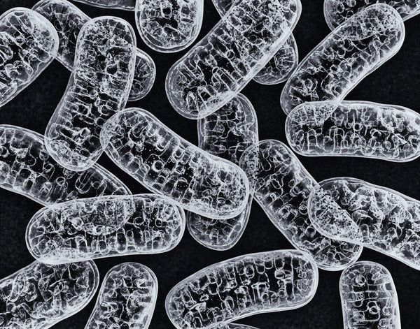 Mitochondrial Health and Our Bodies