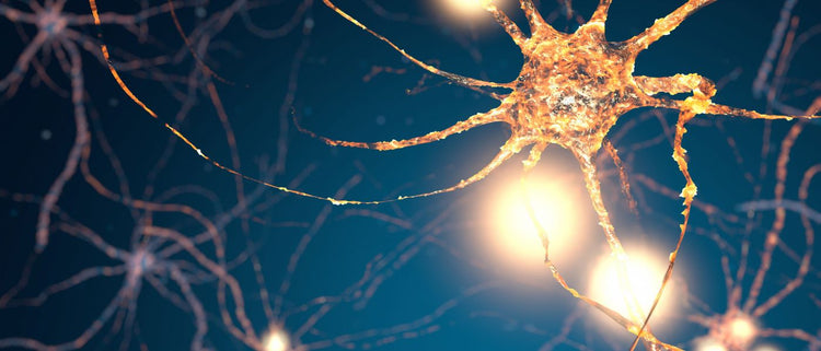 Blog of Boost Your Energy, Mood, & Productivity: The Best Science-Backed Supplements for Neurotransmitters which have image neurotransmitters