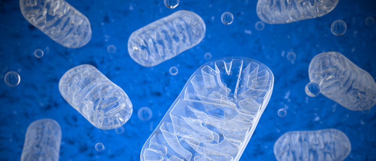 Blog of Cellular Health and Phospholipids with Dr. Kara Fitzgerald and Dr. Bruce Hoffman which have image New Frontiers podcast
