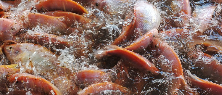 Blog of The Problem With Fish Oil: How Rancid & Overprescribed Omega-3s Impact Your Health which have image lots of fish
