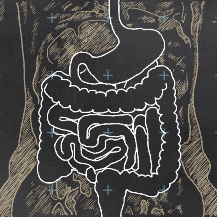 Blog of Understanding the Microbiome which have image Understanding the Microbiome